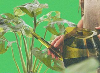 Поради щодо догляду за рослинами на зиму, на думку експертів (2025)